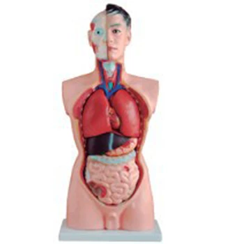 La mitad del Cuerpo Anatómico 33.46 pulgadas 19 Partes de Torso Masculino Modelo con Asiento de Plástico BIX-A1040